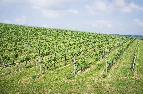 Blatnicka vineyard, wine, landscape, sky, clouds