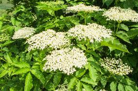 Sambucus nigra, elder, elderberry, black elder, European elder, plant, flower, bloom, blooming shrub