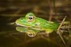 Edible frog, water, mirroring