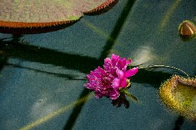 Water Lily Victoria amazonica