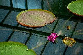 Water Lily Victoria amazonica