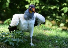 king vulture (Sarcoramphus papa)