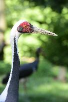 white-naped crane (Grus vipio)