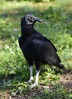 black vulture (Coragyps atratus)