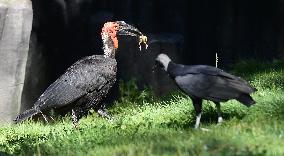 southern ground hornbill (Bucorvus leadbeateri), black vulture (Coragyps atratus)