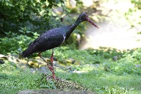 black stork (Ciconia nigra)