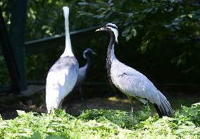 demoiselle crane (Grus virgo)