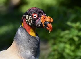 king vulture (Sarcoramphus papa)