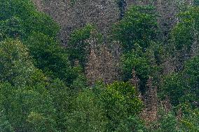 Spruce forests, tree, bark beetle