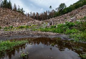 Spruce forests, tree, bark beetle