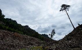 Spruce forests, tree, bark beetle