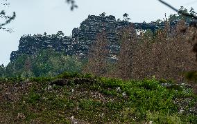 Spruce forests, tree, bark beetle