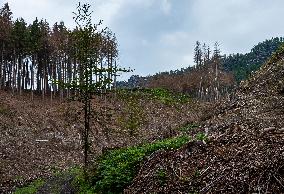 Spruce forests, tree, bark beetle