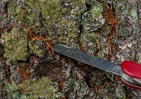 Spruce forests, tree, bark beetle