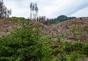 Spruce forests, tree, bark beetle