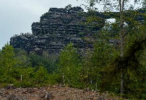 Spruce forests, tree, bark beetle