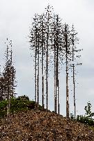 Spruce forests, tree, bark beetle