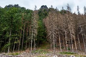 Spruce forests, tree, bark beetle