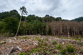 Spruce forests, tree, bark beetle