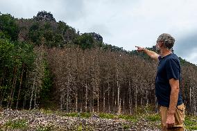 Spruce forests, tree, bark beetle