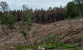 Spruce forests, tree, bark beetle