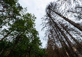 Spruce forests, tree, bark beetle