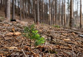 Spruce forests, tree, bark beetle