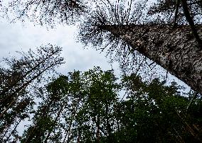 Spruce forests, tree, bark beetle