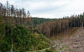 Spruce forests, tree, bark beetle