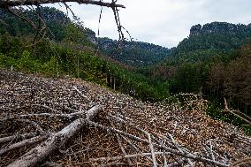 Spruce forests, tree, bark beetle