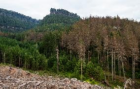 Spruce forests, tree, bark beetle