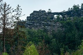 Spruce forests, tree, bark beetle