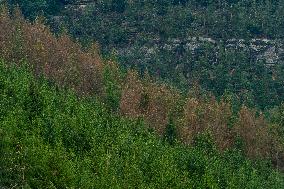 Spruce forests, tree, bark beetle