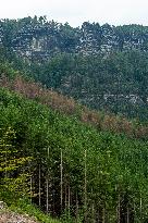 Spruce forests, tree, bark beetle