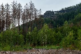 Spruce forests, tree, bark beetle