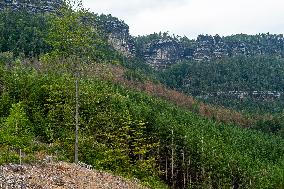 Spruce forests, tree, bark beetle