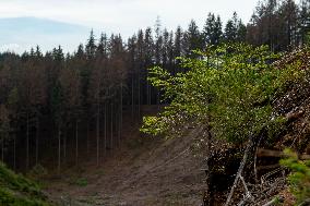 Spruce forests, tree, bark beetle