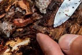 Spruce forests, tree, bark beetle