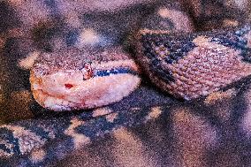 Bushmaster, Lachesis muta, venomous snake