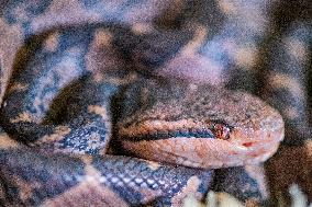 Bushmaster, Lachesis muta, venomous snake