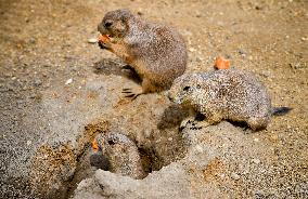 black-tailed prairie dog (Cynomys ludovicianus)