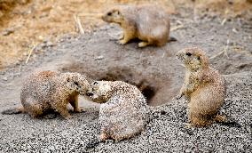 black-tailed prairie dog (Cynomys ludovicianus)