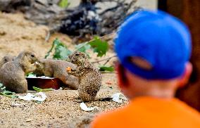 black-tailed prairie dog (Cynomys ludovicianus)