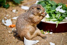 black-tailed prairie dog (Cynomys ludovicianus)