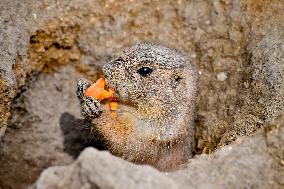 black-tailed prairie dog (Cynomys ludovicianus)