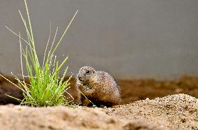 black-tailed prairie dog (Cynomys ludovicianus)