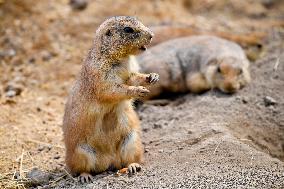 black-tailed prairie dog (Cynomys ludovicianus)