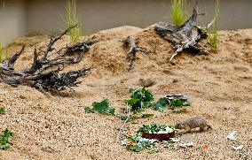 black-tailed prairie dog (Cynomys ludovicianus)