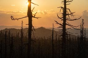 Sumava National Park, Bohemian Forest, Sunset