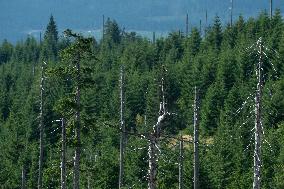 Sumava National Park, Bohemian Forest